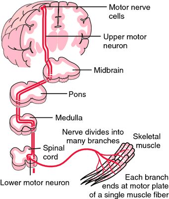 motor